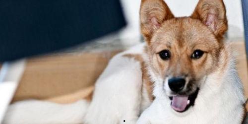 水瓜给小狗吃可以吗视频,宠物饮食安全探讨