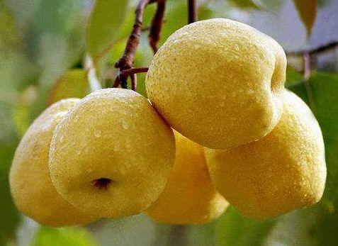 老人吃秋瓜有好处吗视频,揭秘老人秋季饮食的益处