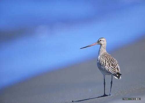 野鸟吃哈密瓜视频下载,自然奇观视频下载