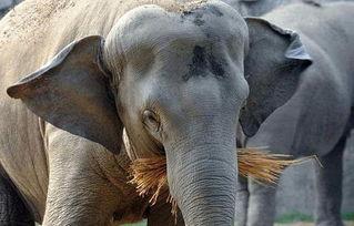 动物园吃哈密瓜大象视频,动物园温馨一幕引网友热议