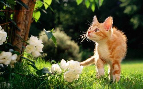 猫吃梨瓜做法窍门视频,视频教学让你轻松上手