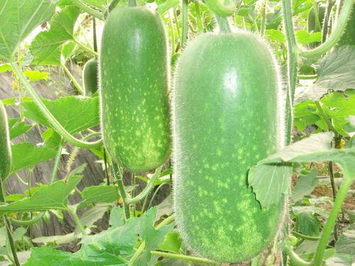 辽源吃瓜爆料视频大全,揭秘当地热点事件