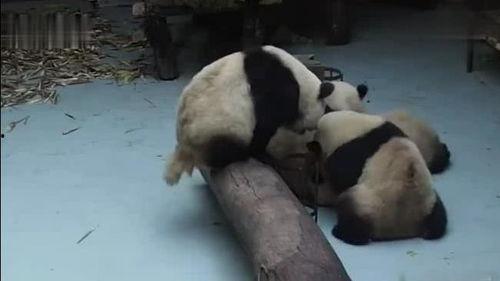 熊猫怎么吃瓜视频,瓜果盛宴的欢乐时光