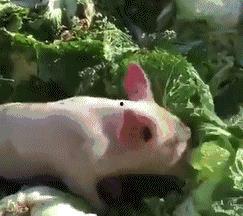 吃瓜猪拱白菜的视频大全,趣味视频大盘点