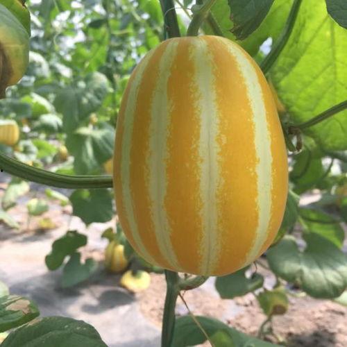 云兰吃瓜视频在哪看,揭秘热门平台观看路径