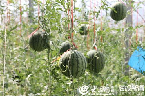 丁山职校被爆吃瓜视频