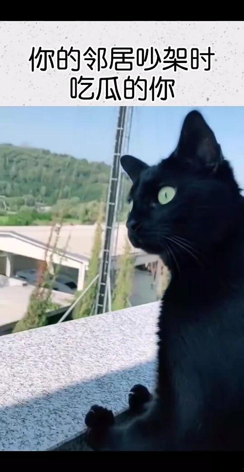 半夜邻居吵架吃瓜视频,吃瓜群众围观一幕