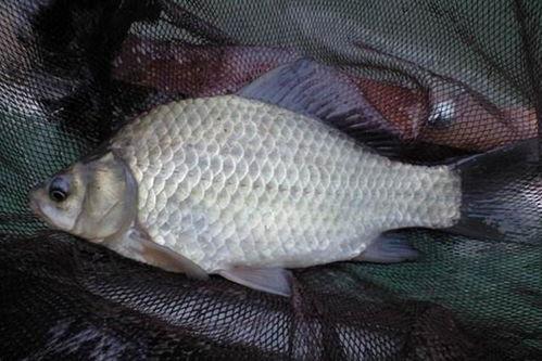 阿荣吃鲫瓜视频大全集,美食之旅，尽享鱼香滋味