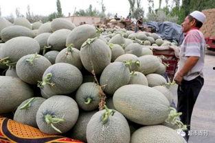 顾客吃哈密瓜视频文案