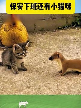 动物吃瓜配音视频大全集